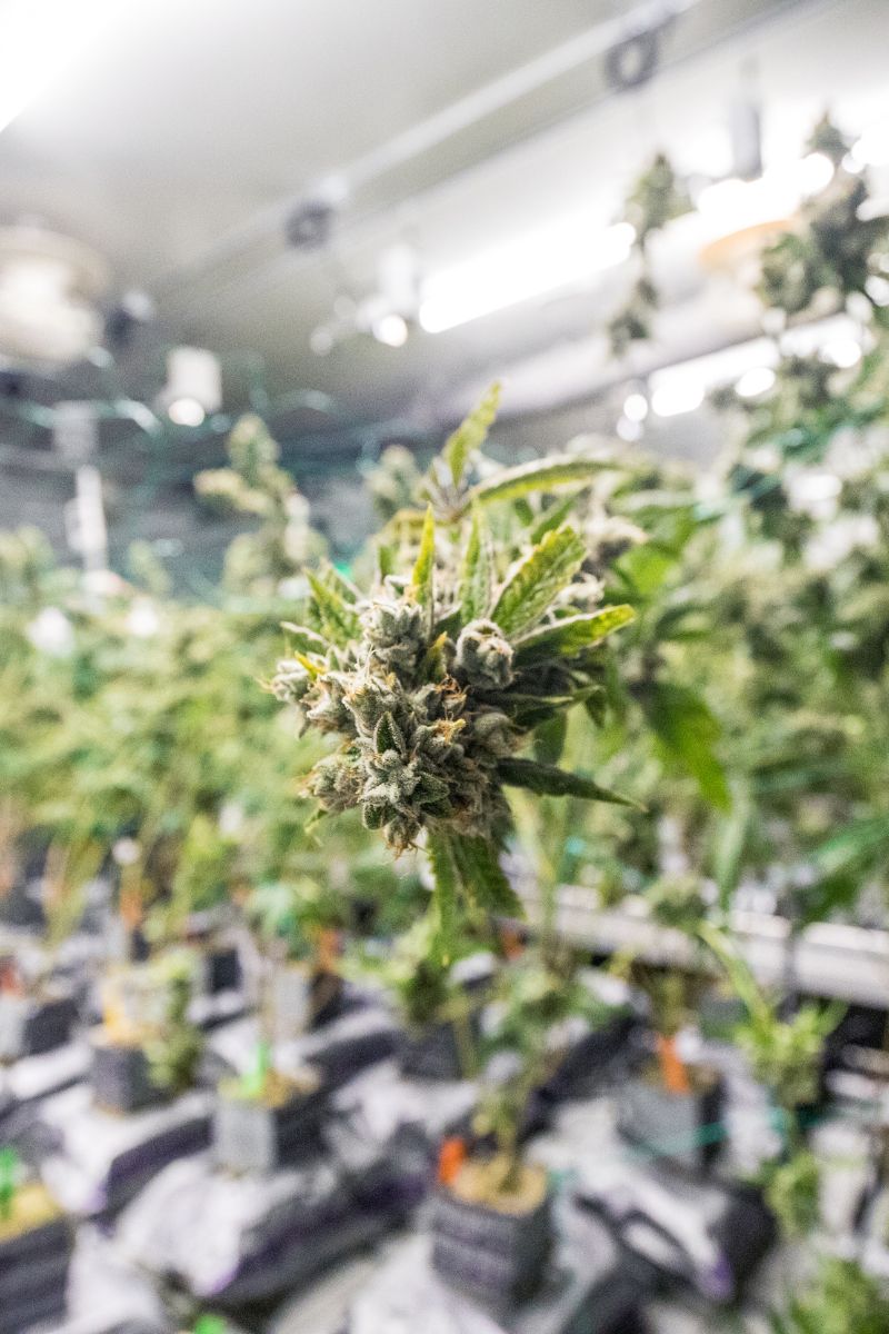 cannabis grown indoors ready for harvest