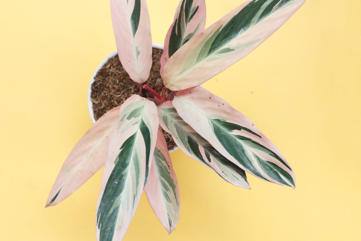 How often to water calathea (and when to cut back)