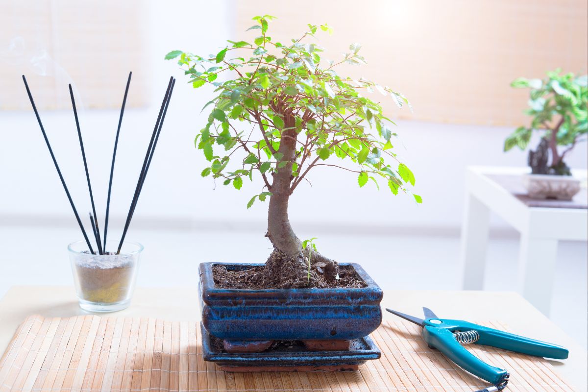 How to keep bonsai leaves small