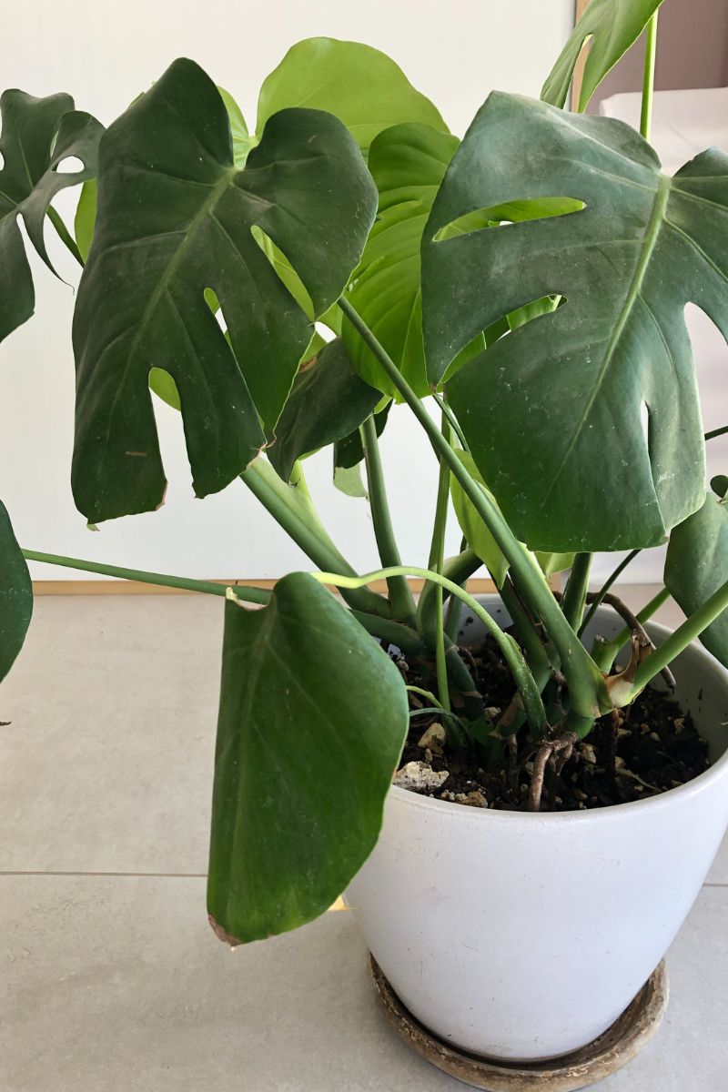 low humidity monstera leaf curling
