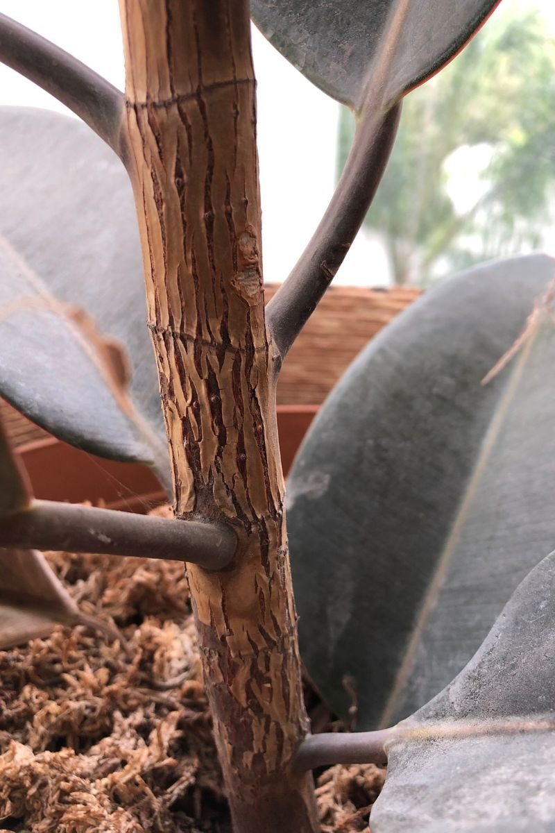 low humidity rubber plant wrinkled stem