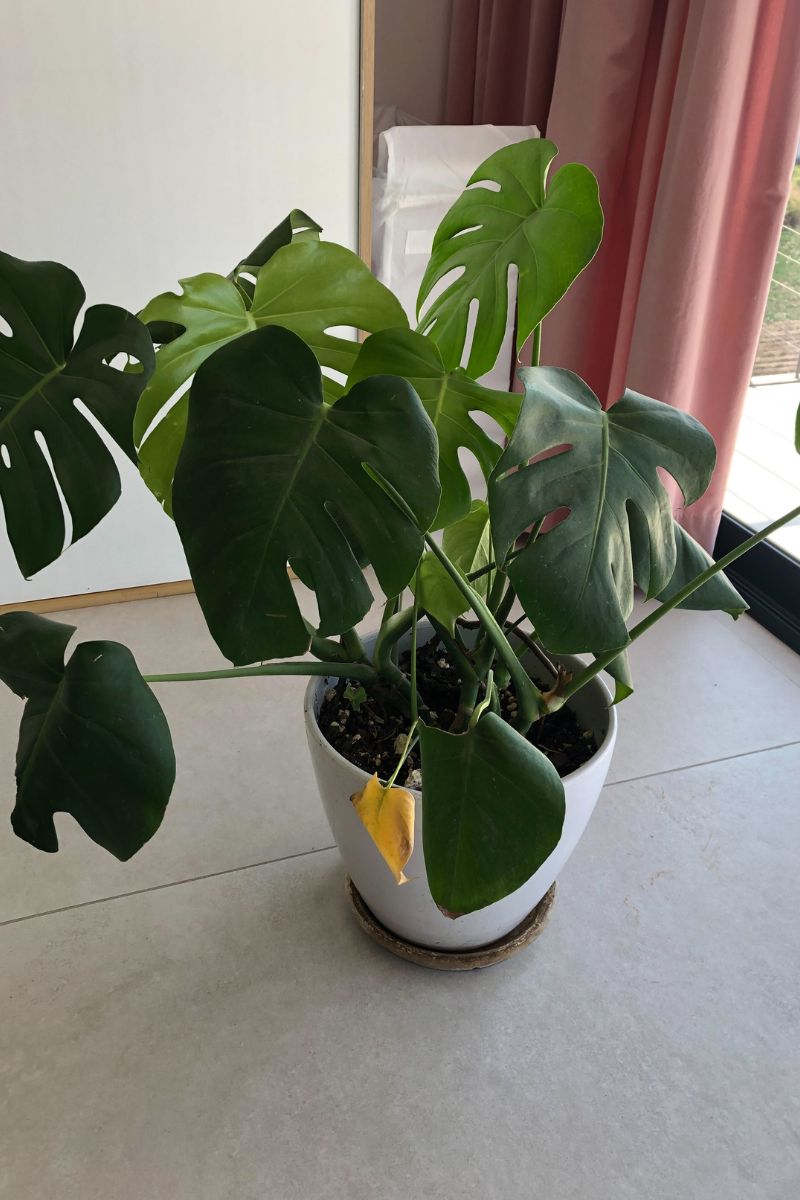 low humidity monstera leaf curling