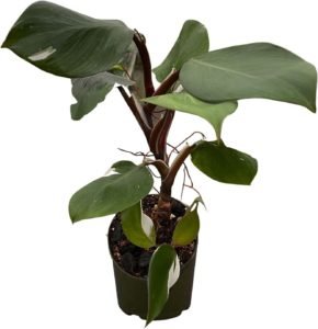 philodendron white knight