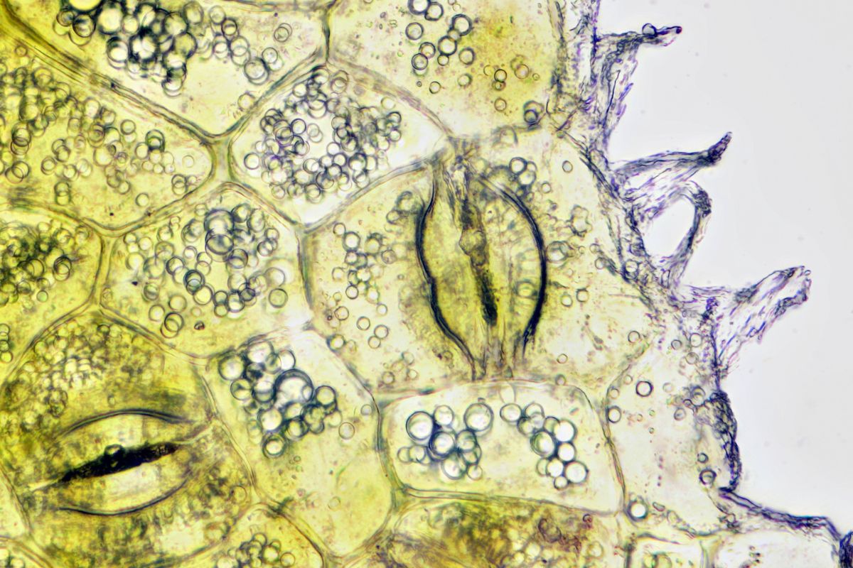 plant stomata under microscope