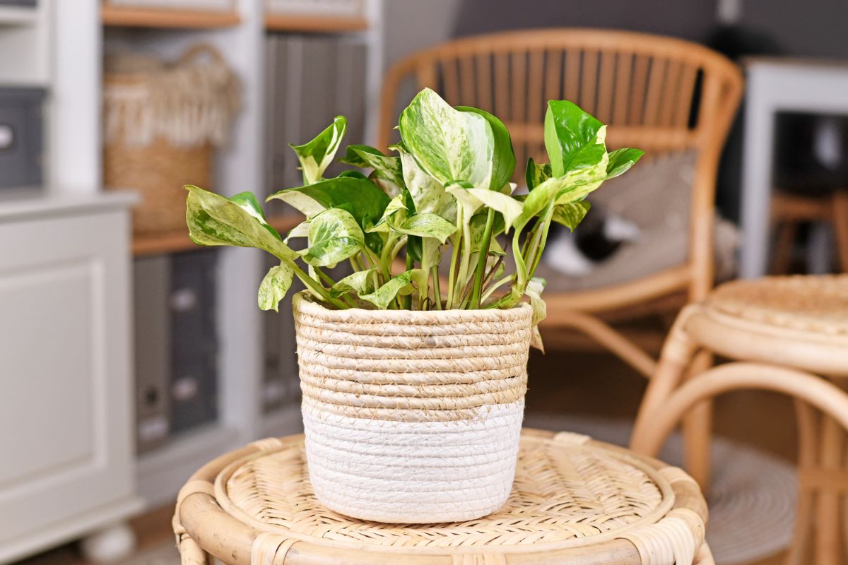 Pothos root rot: what to look for and how to fix it
