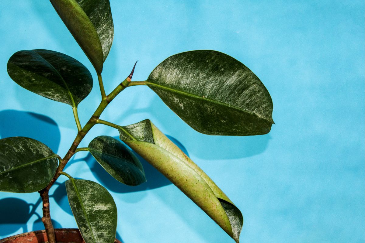 [SOLVED] Rubber plant leaves curling? Here’s what to do