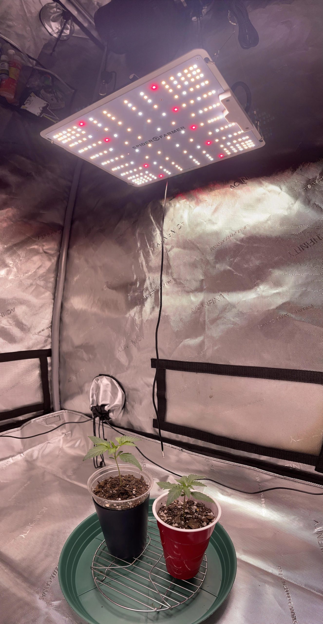 spider farmer in grow tent