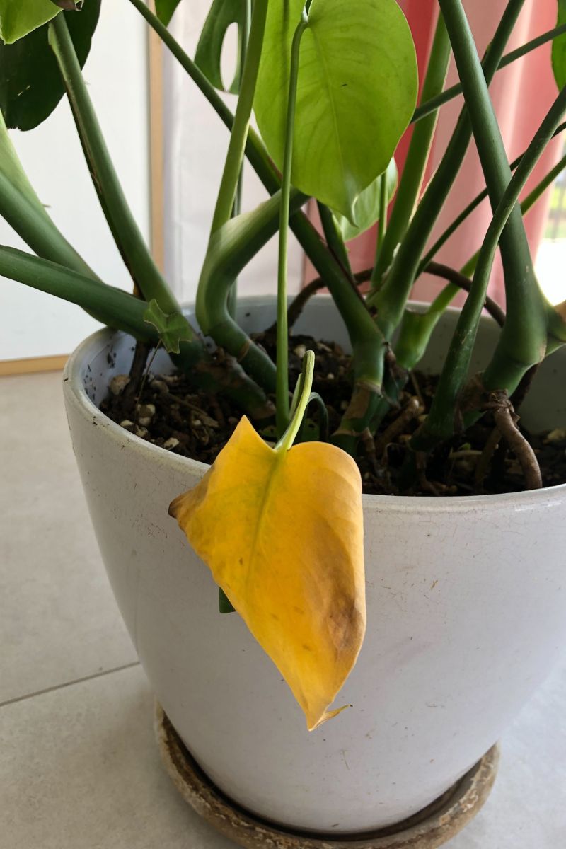 yellow monstera leaf curling due to low light and low humidity