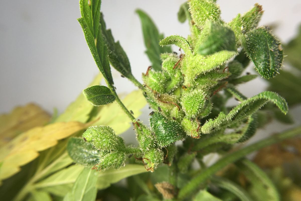 Most common cannabis pests and how to treat them