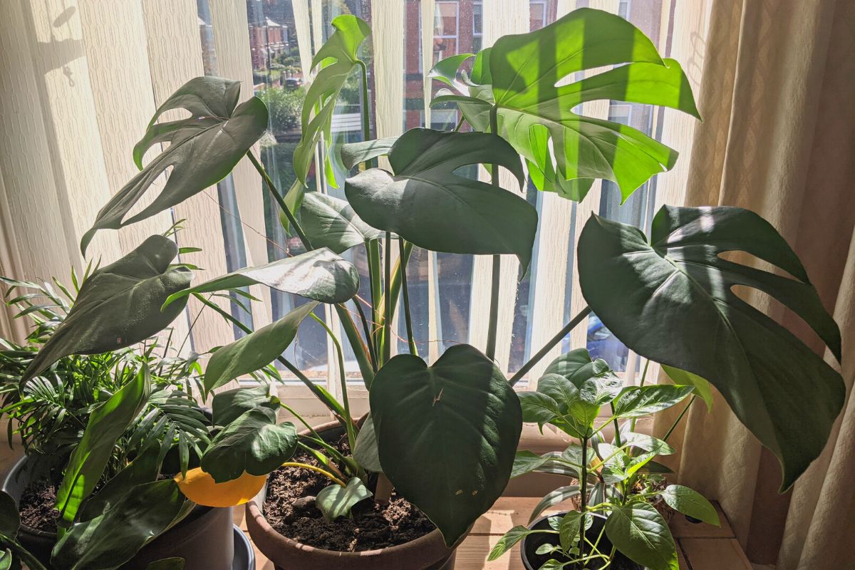 group plants together to increase humidity levels