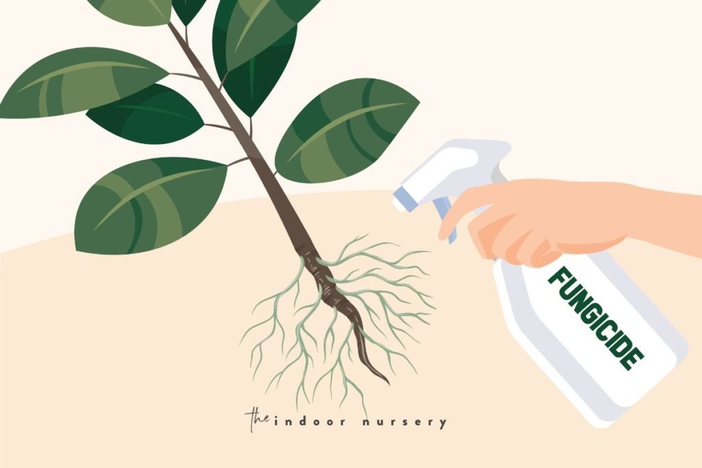 How to fix root rot signs and symptoms The Indoor Nursery