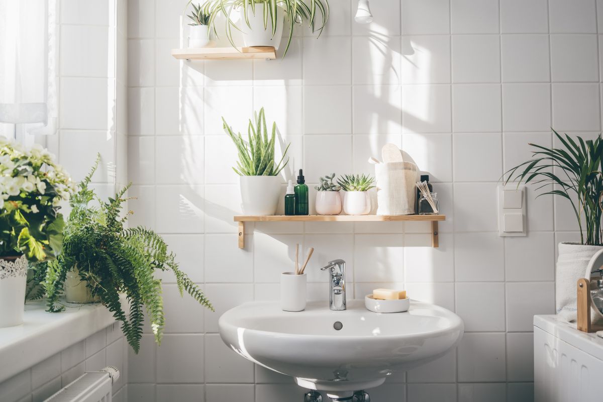 put plants in the bathroom to increase humidity levels