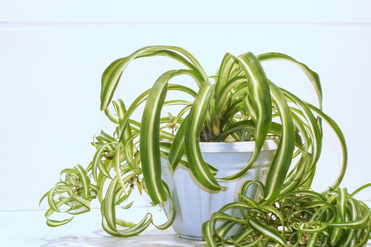 Got spider plant root rot? Here’s how to save your plant.