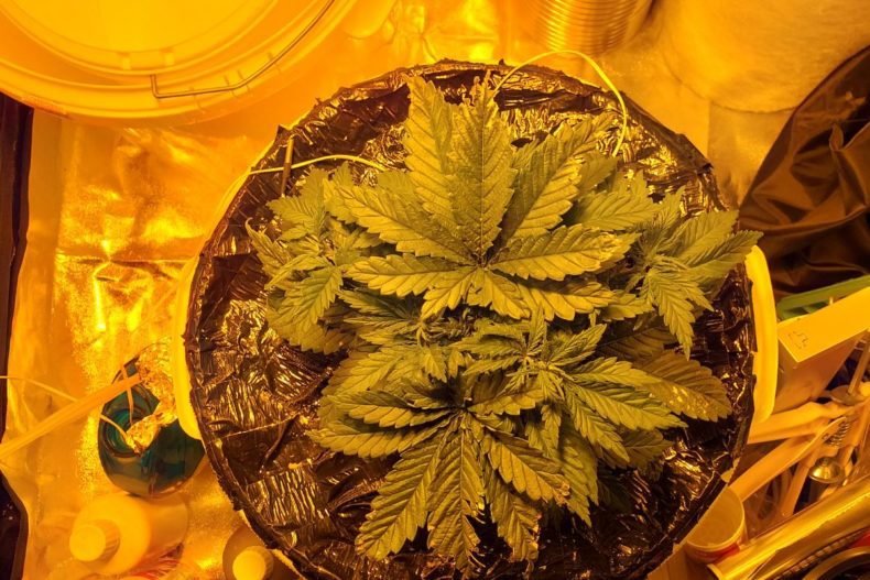 How to grow marijuana from seed, step-by-step