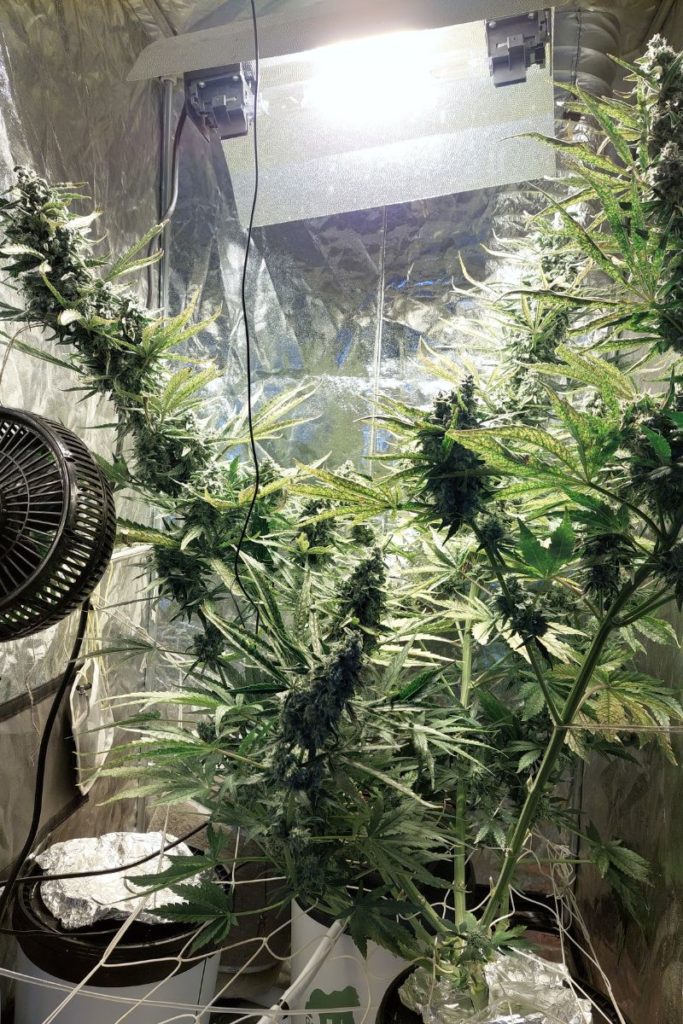 flowering weed plant in a grow tent indoors with light shining above it