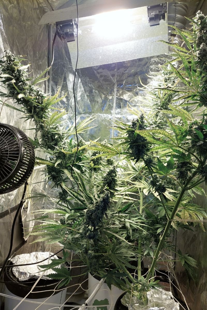 flowering weed plant in grow tent