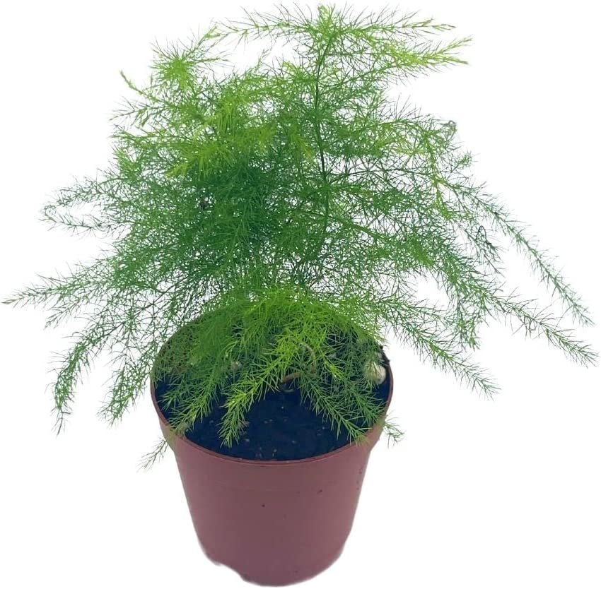 22 Types Of Fern Plants That Will Love The Indoors