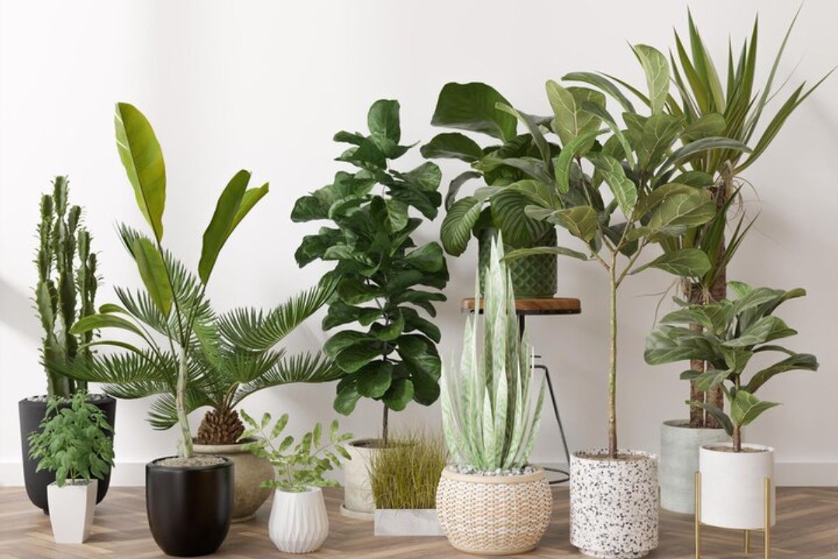 How to make your indoor plants grow faster