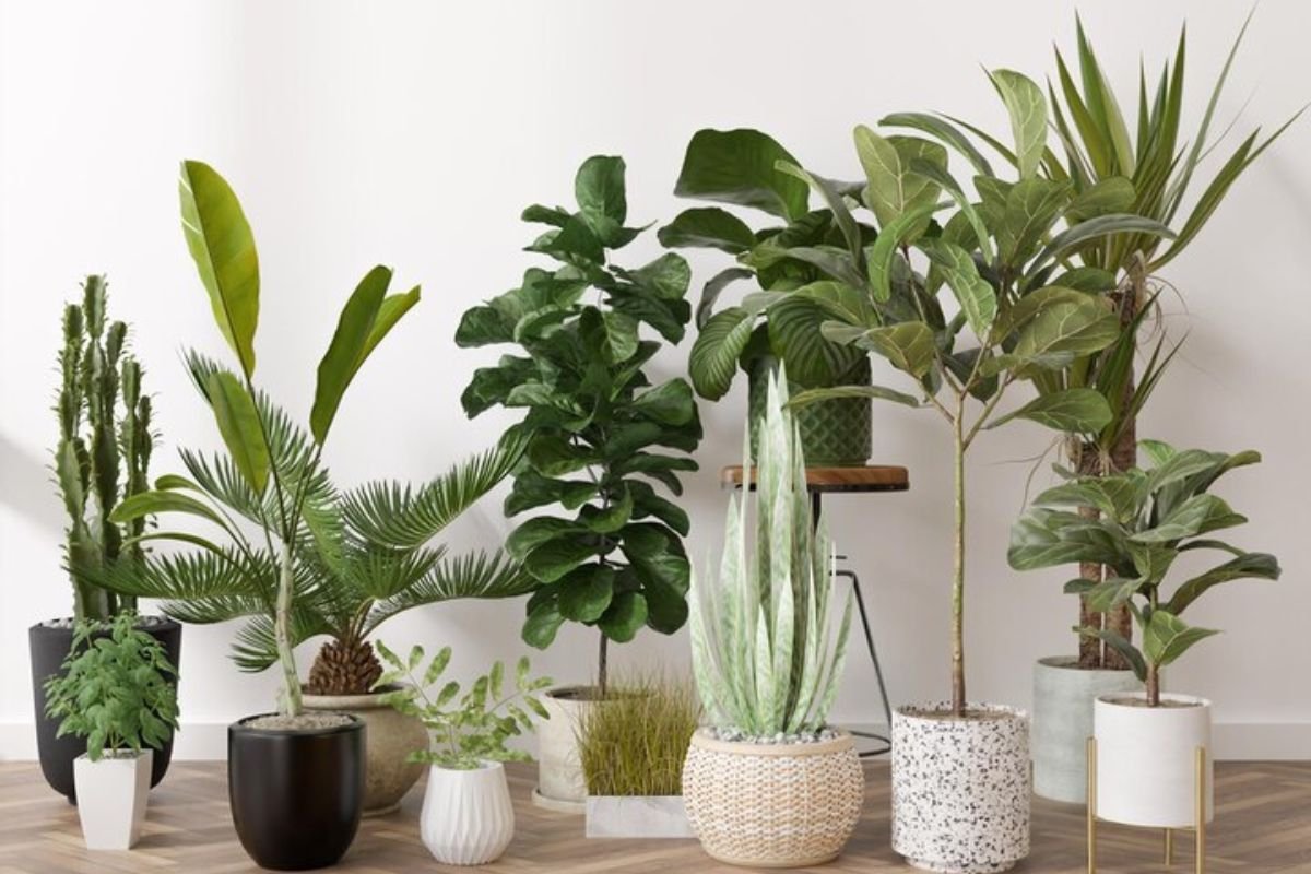 How To Make Your Indoor Plants Grow Faster