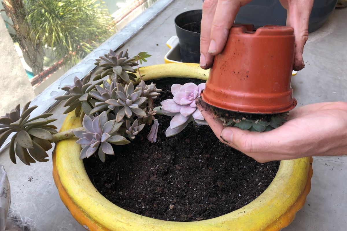 gently squeeze bottom of pot to loosen soil