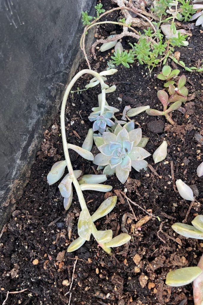 leggy succulents that need more sun