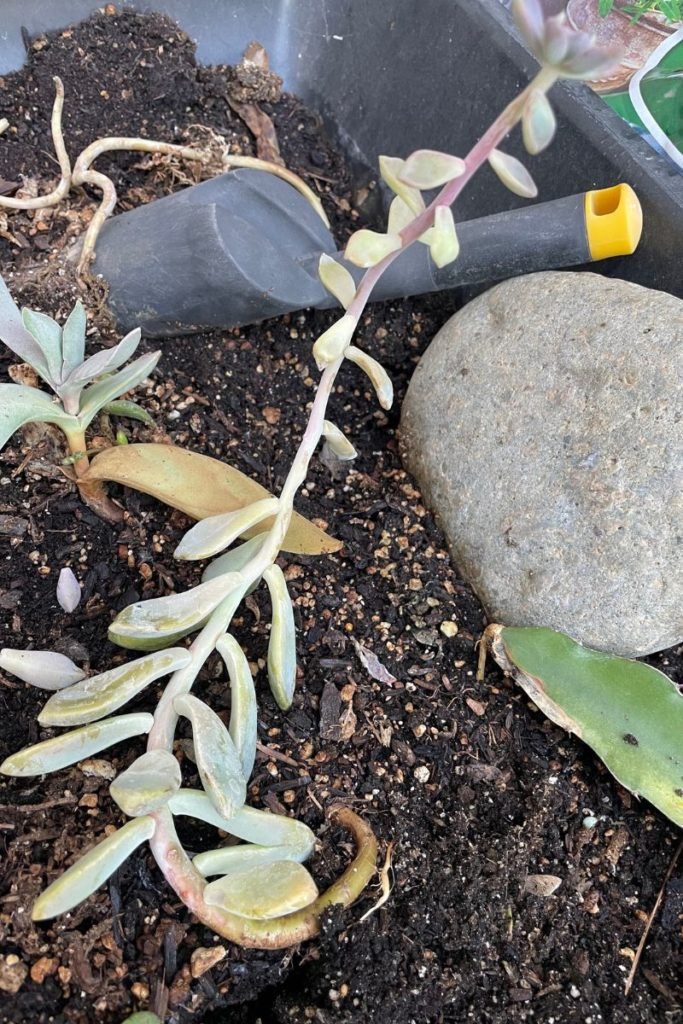 stringy succulent that needs sunlight