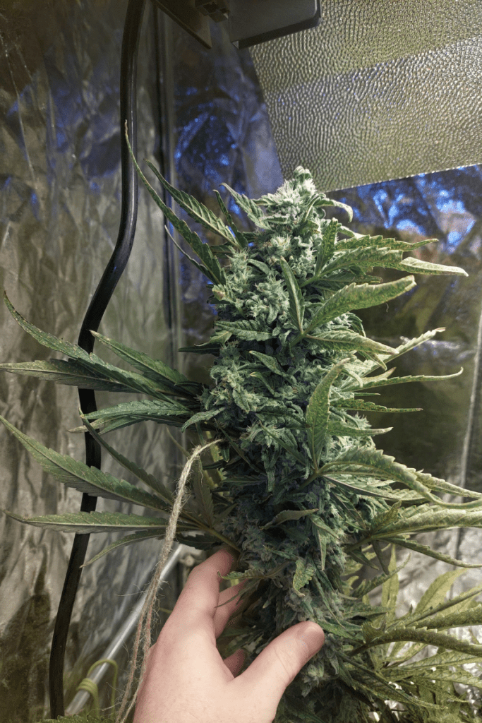 full bloom cannabis flower