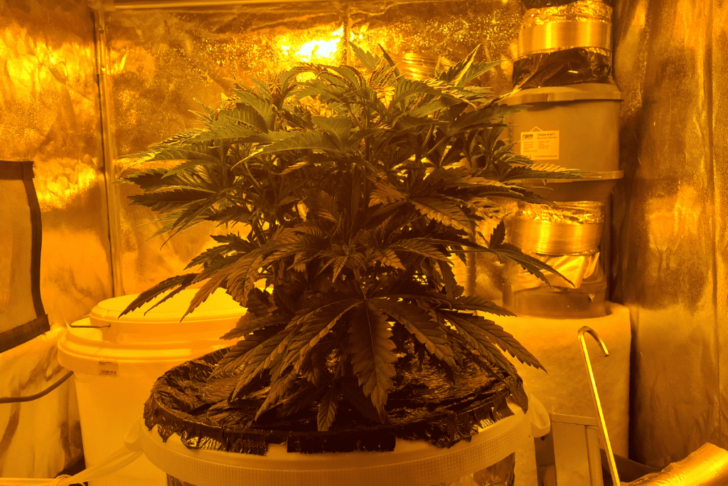 preflowering cannabis plant