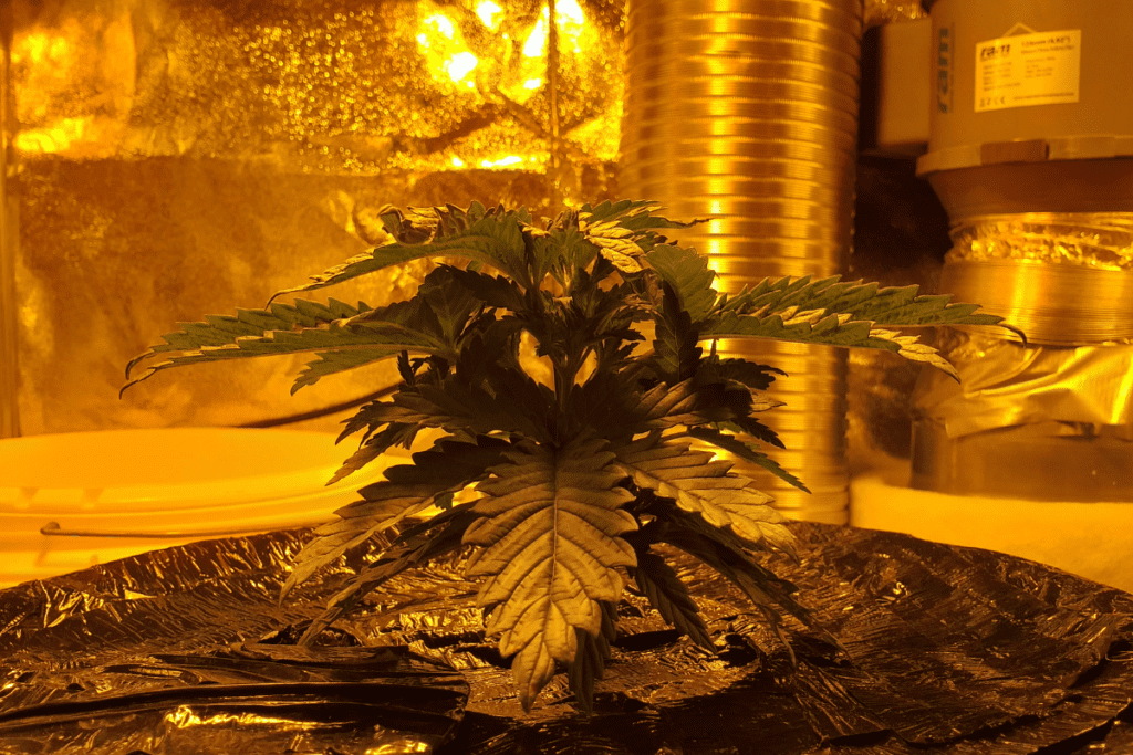 vegetative growth stage