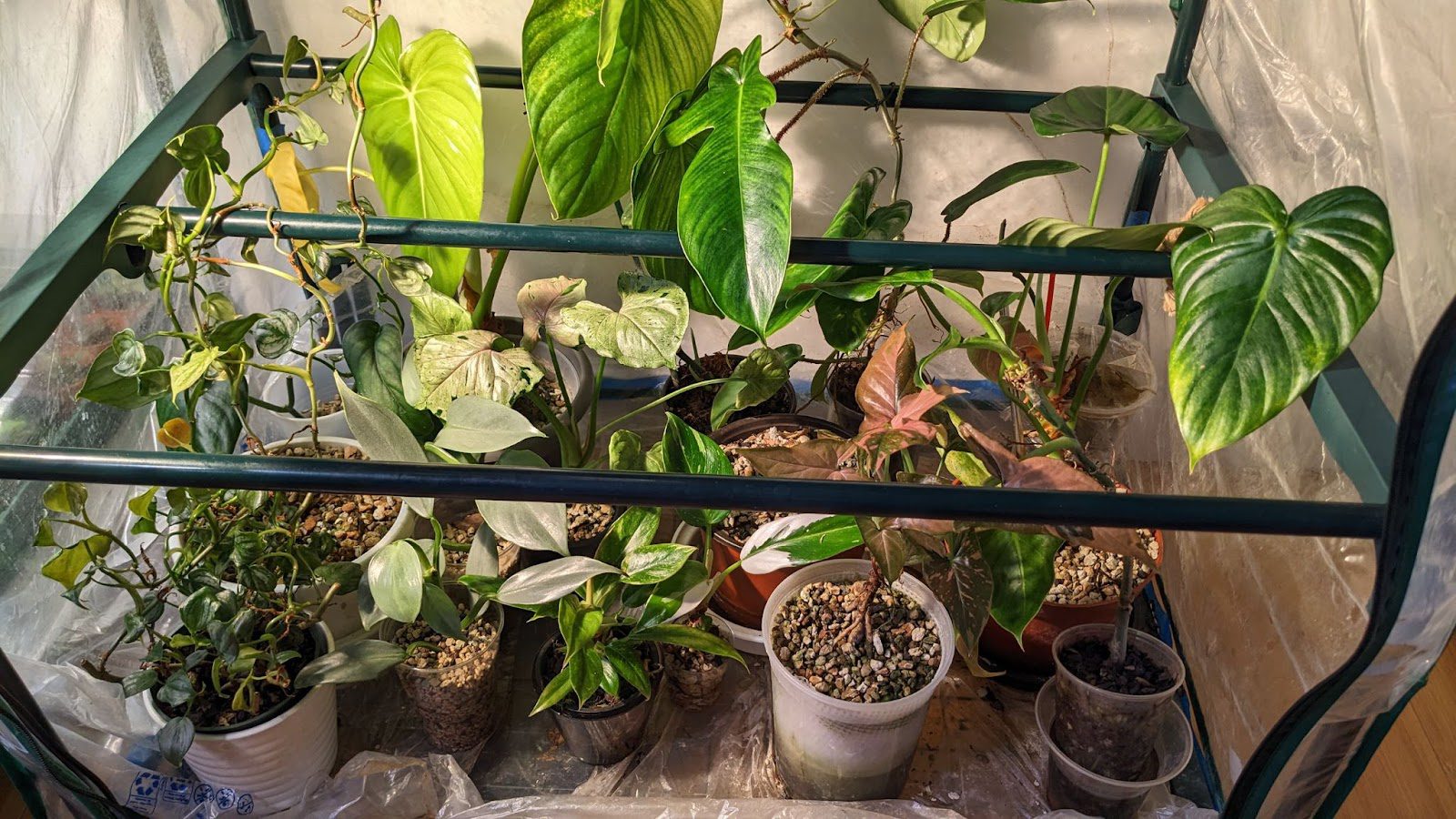 How To Make An Easy DIY Indoor Greenhouse (On Amazon)