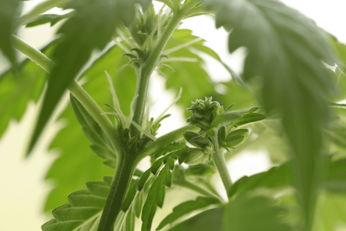 Male Weed Plant Stages: Don’t Ruin Your Crop