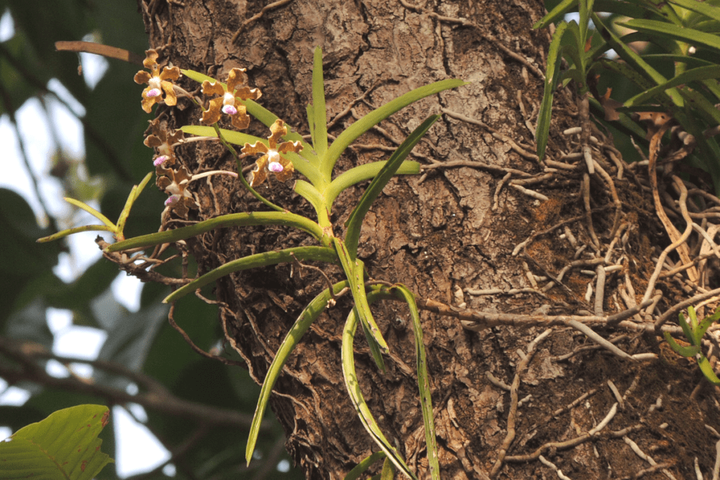 orchid in tree