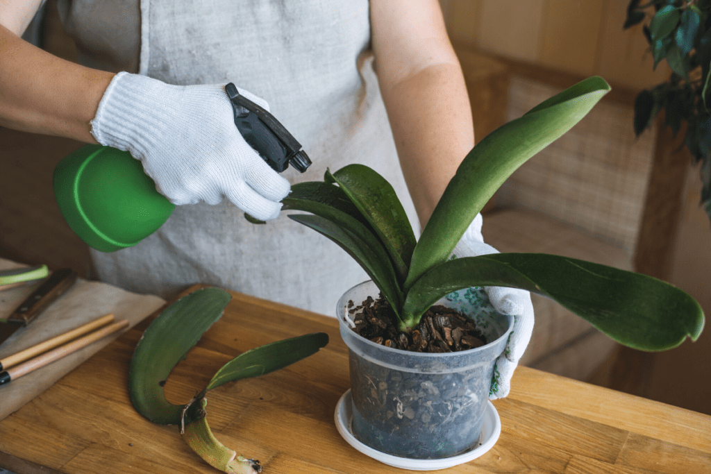 spraying water on orchid plants