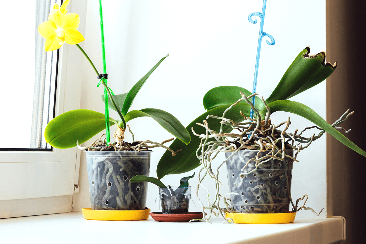 The truth about watering orchids with ice cubes: A comprehensive guide