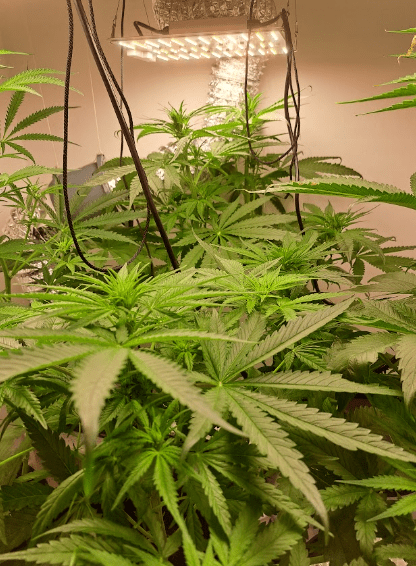 grow lights over cannabis plant