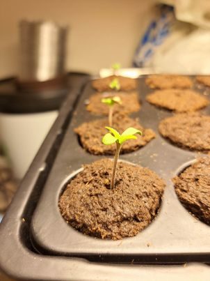 weed seedling in cannabis soil grown indoors