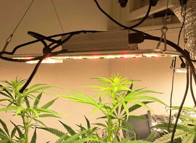 full spectrum lights on cannabis plants