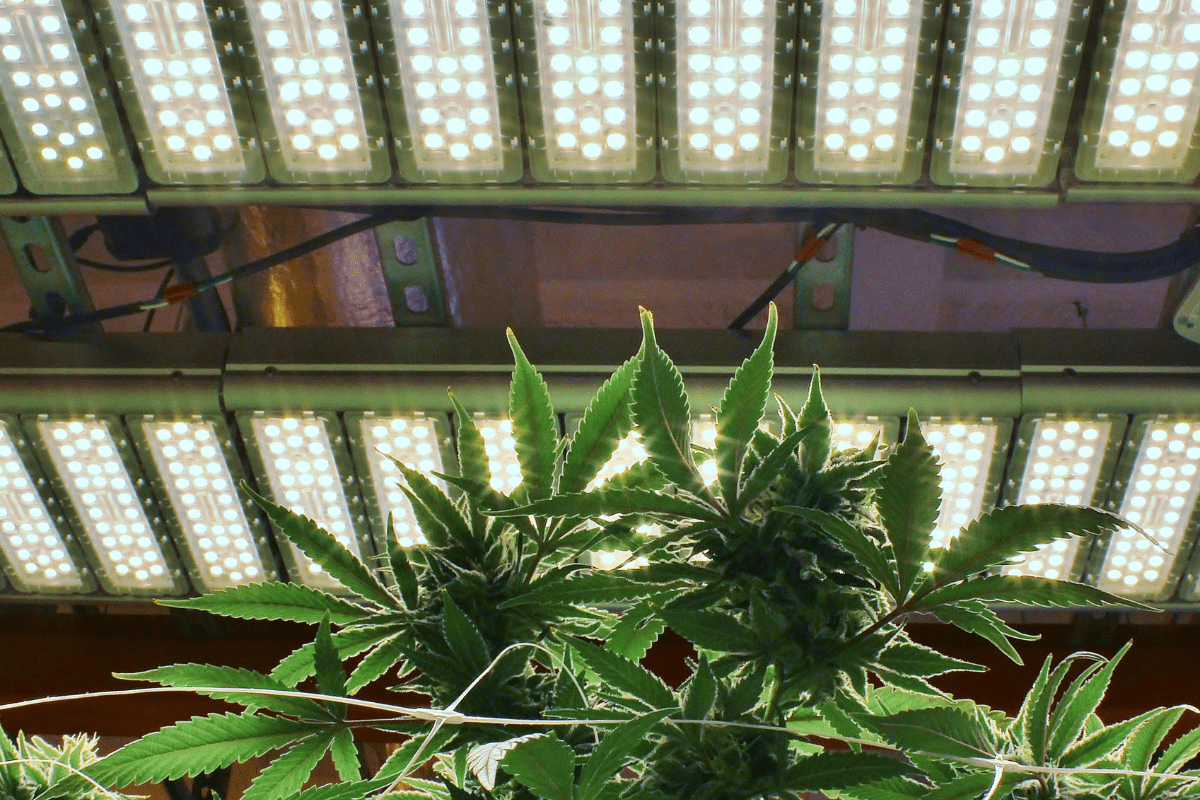 Understanding weed light cycles: Get the most from your harvest