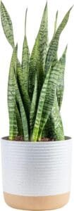 Costa-Farms-Premium-Snake-Plant