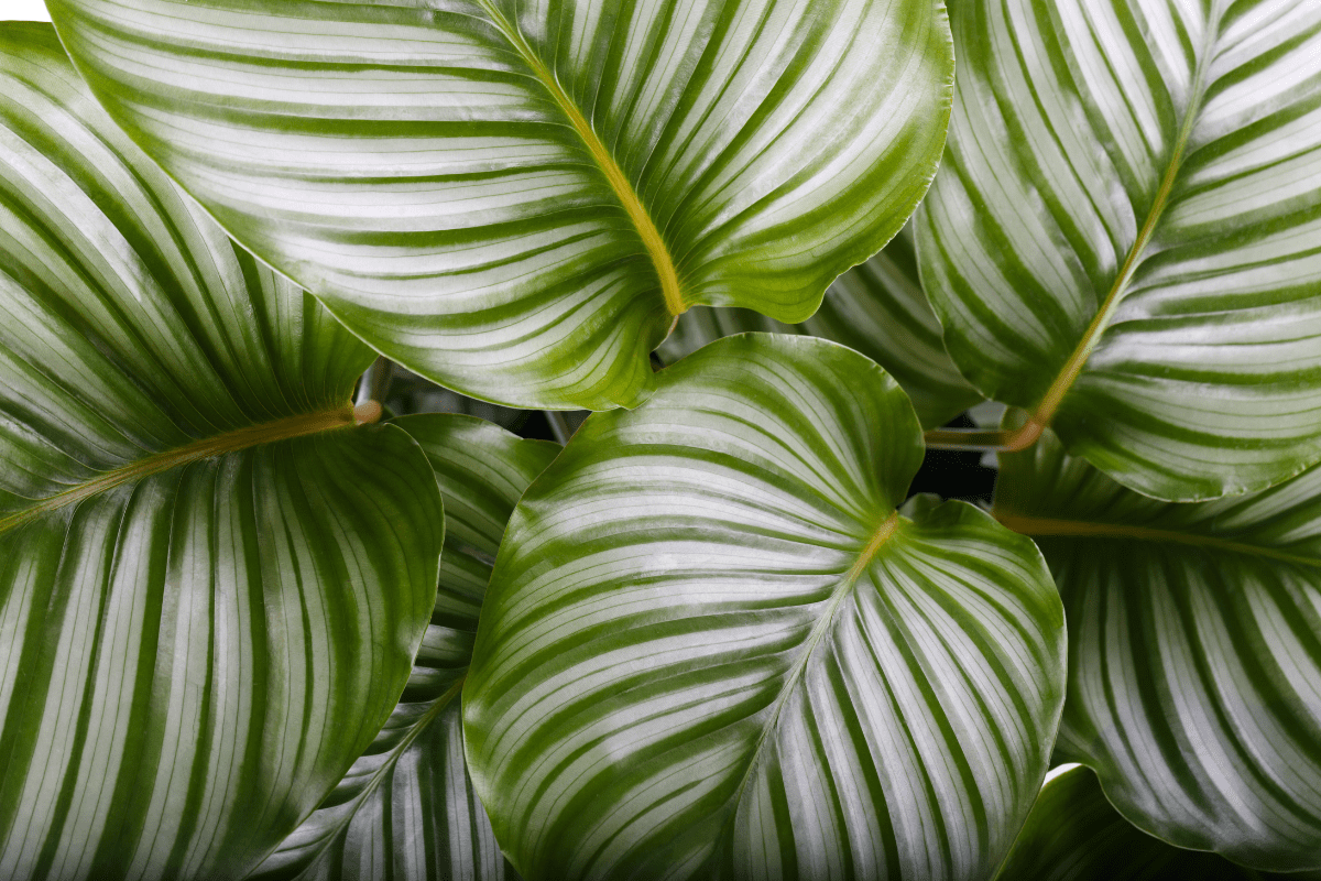 Calathea Orbifolia Care Guide: How To Care For Pinstripe Plants