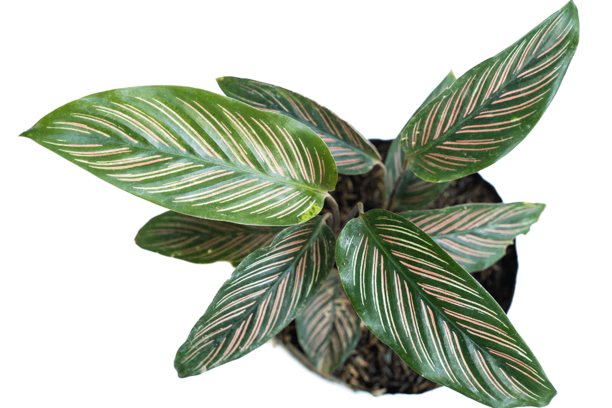 Calathea Ornata Care Guide: How To Care For Pinstripe Plants
