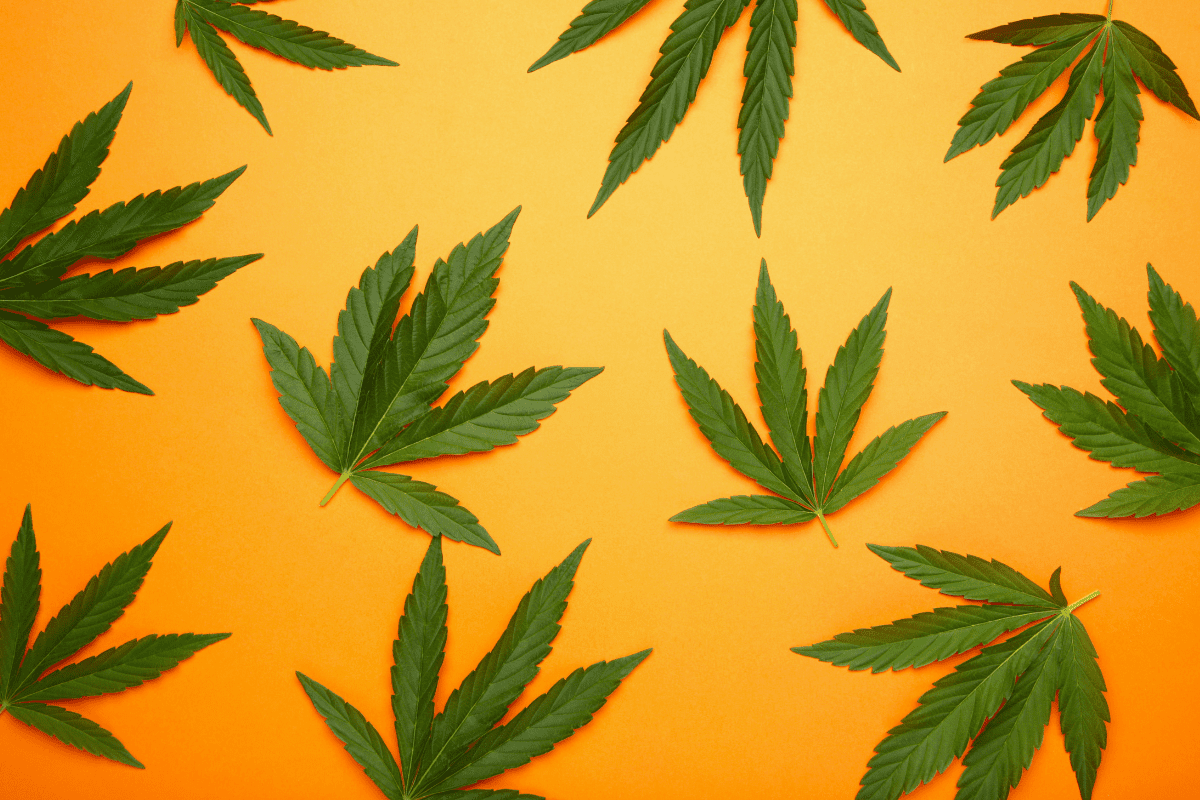 It’s Not O-K: Potassium Deficiency in Cannabis